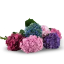 Hortenzie na přání